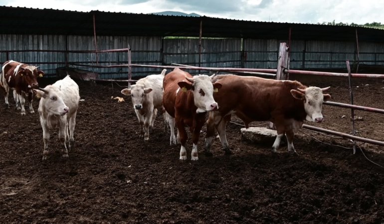 Yozgatlı çiftçiler: “Hayvancılık bitti, çünkü genç nesil kalmadı”